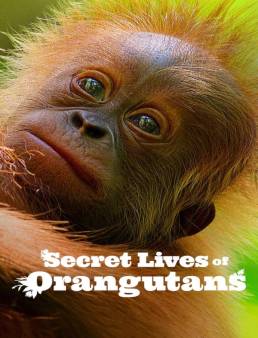 فيلم فيلم Secret Lives of Orangutans 2024 مترجم 2024