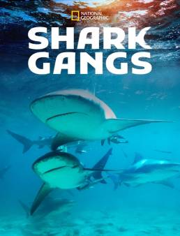فيلم فيلم Shark Gangs 2021 مترجم 2021